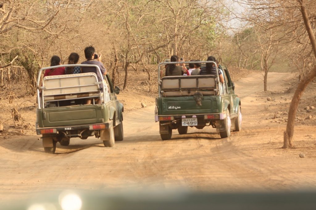 Jeep Safari of Gir National Park