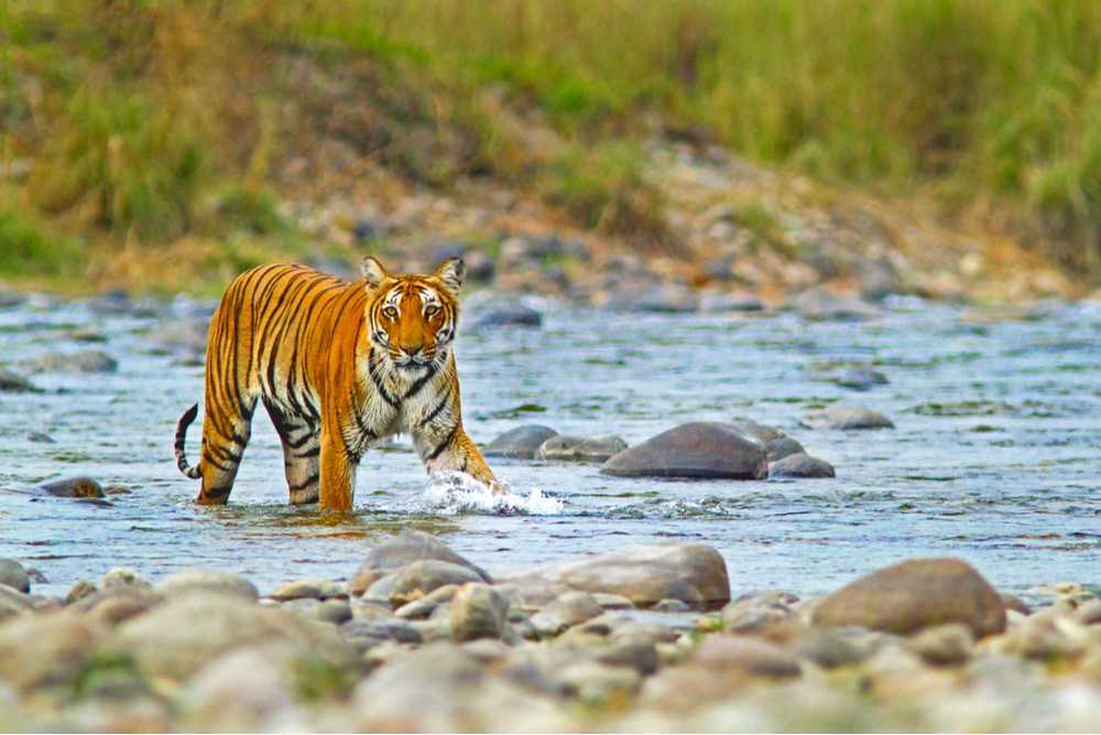Tigers crossing stream while on our Corbett Safari Experience