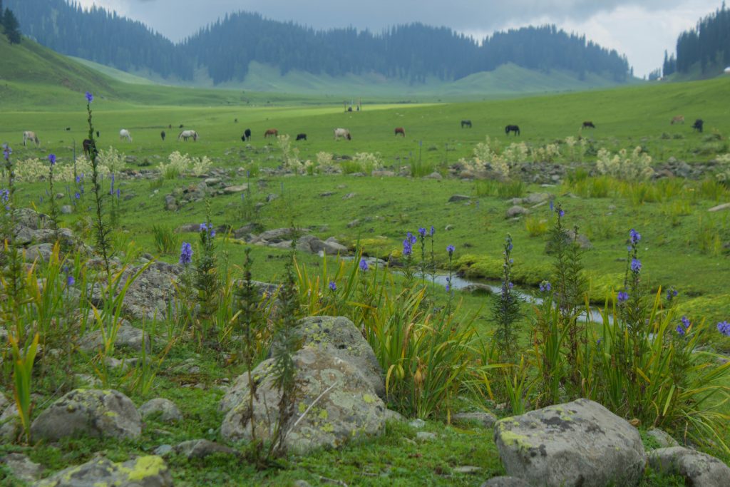 Vast and endless meadow of Bangus , North Kashmir as seen on our Gurez Trip
