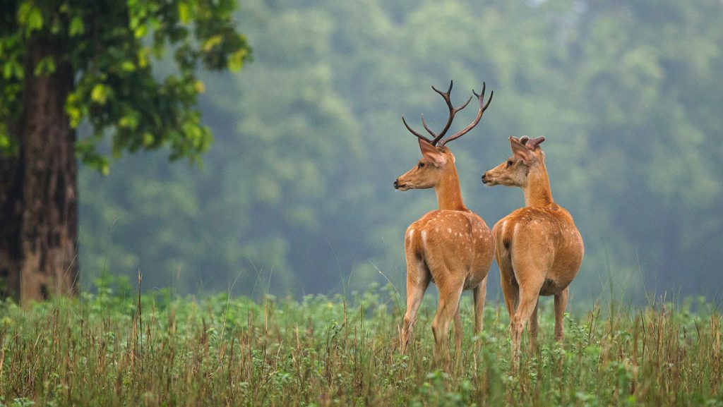 Stags seen on our Kanha Safari Experience