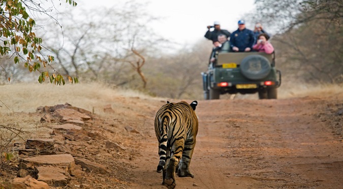 Tiger trailing safari jeep on our Tadoba Wildlife experience