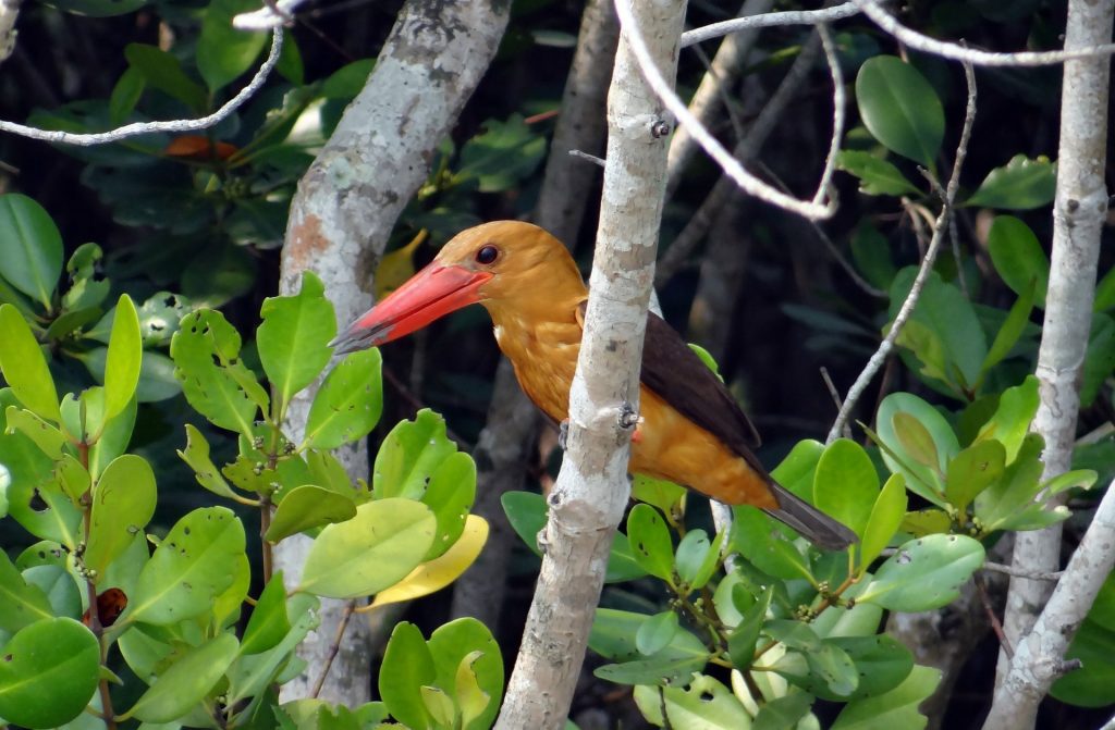 Birdlife of Sunderbans