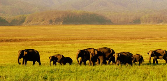 Corbett Wildlife Tours