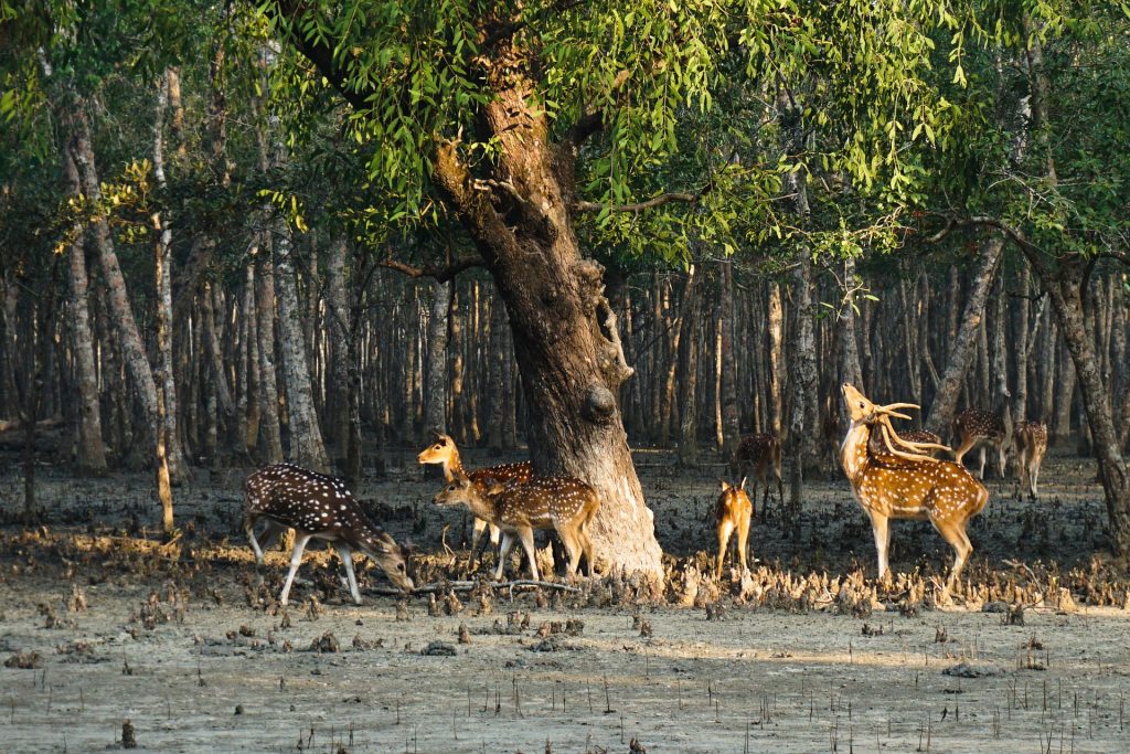 Deers traipsing in the swamps of Sunderbans