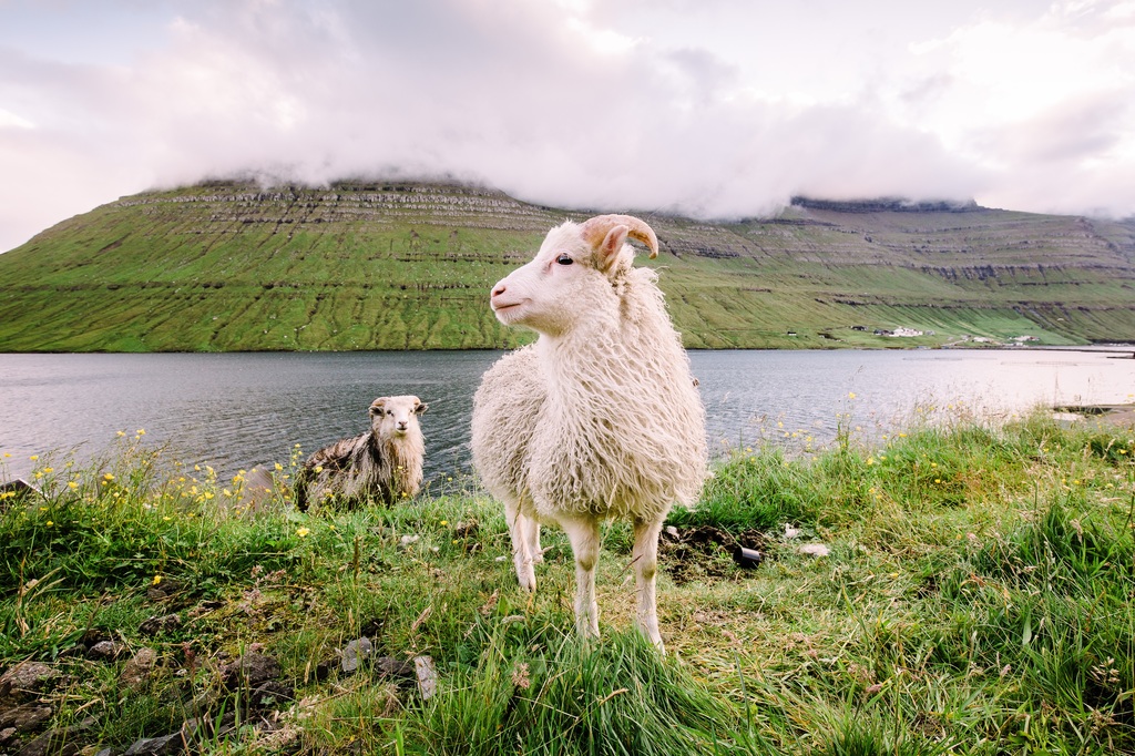 Sheeps of Faroe Island, they outnumber people in this tiny country