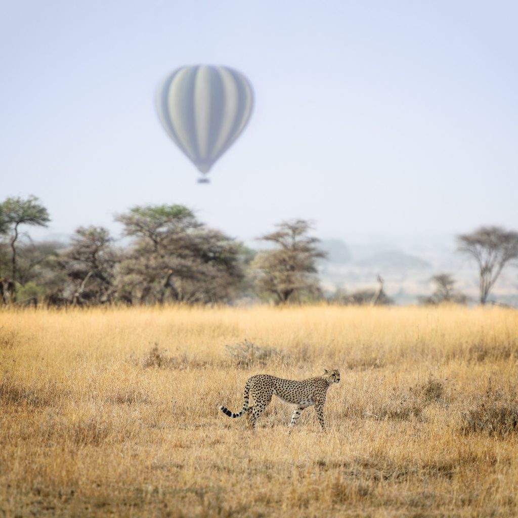 Cheetah observe on our Tanzania Safari Experience