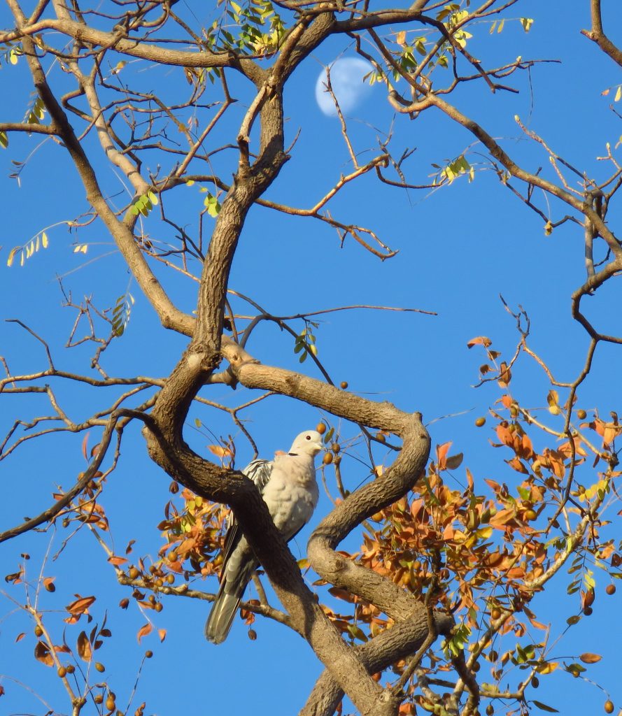 Birdlife of Central India