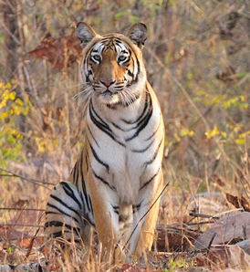 Tiger portrait shot while on safari in Tadoba