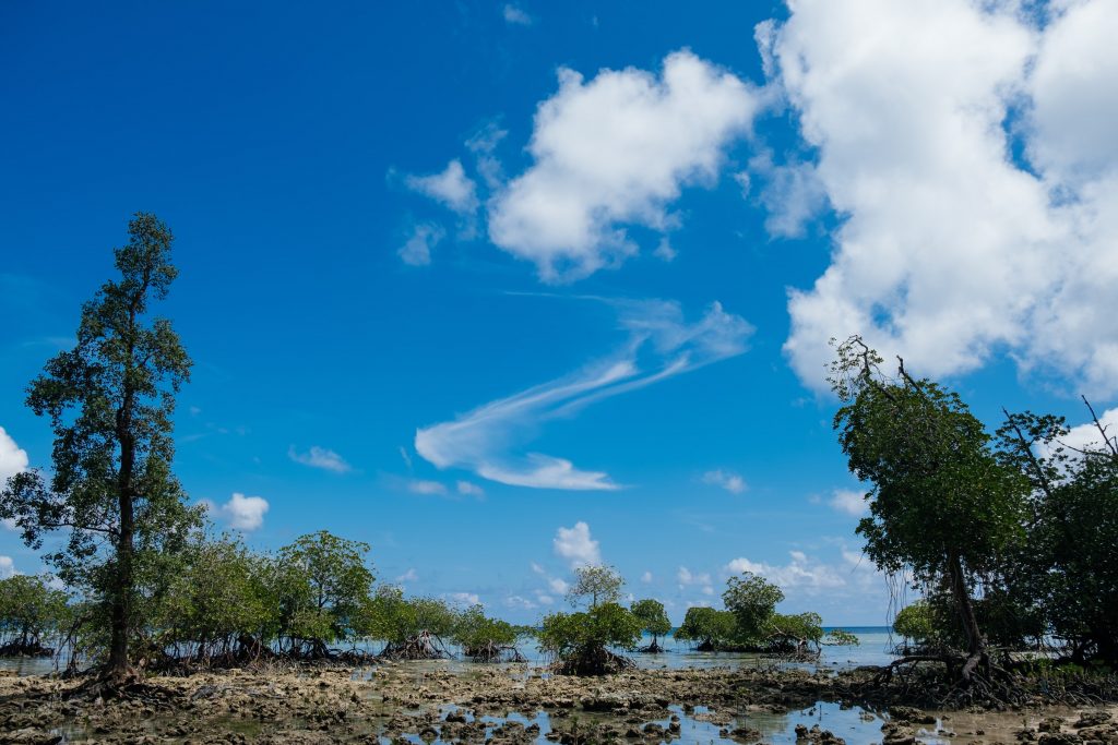 Coastal Mangroves explored on our Andaman Experience