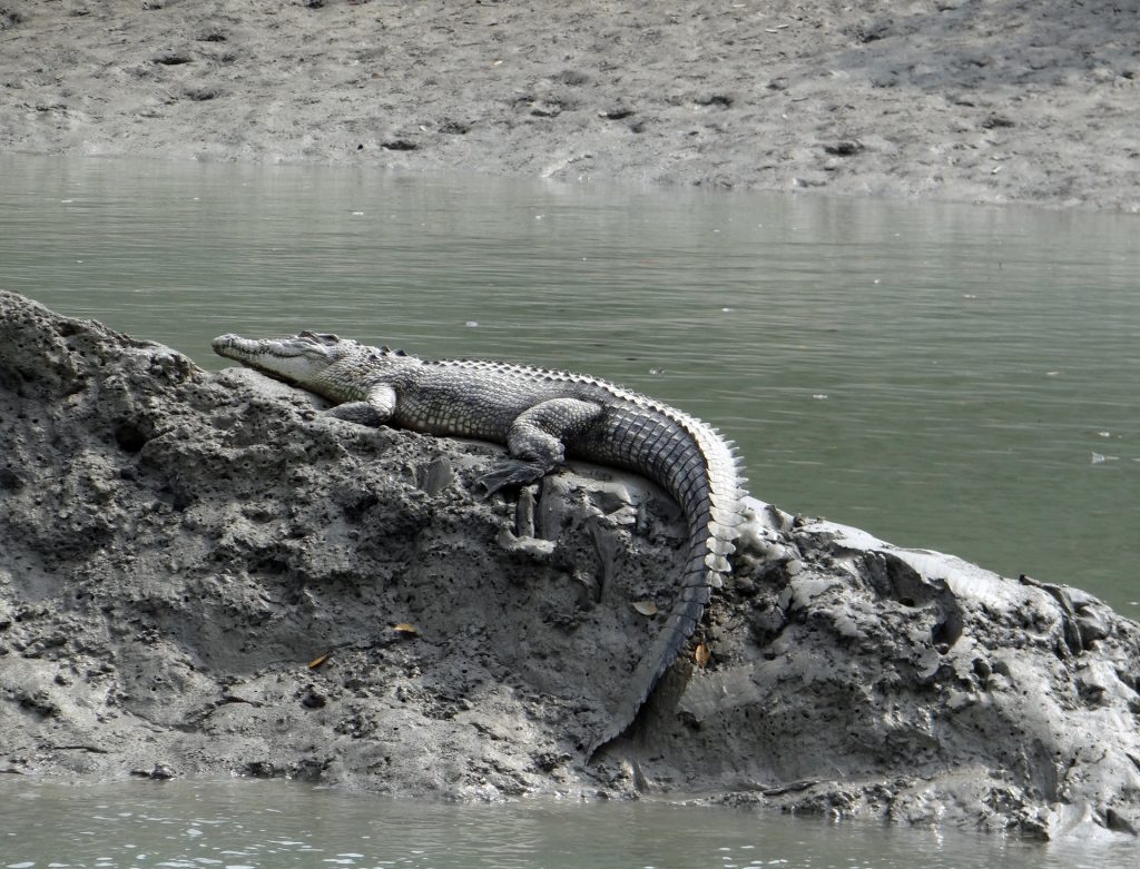 Saltwater crocodiles observed while on our Sunderban Jungle Experience