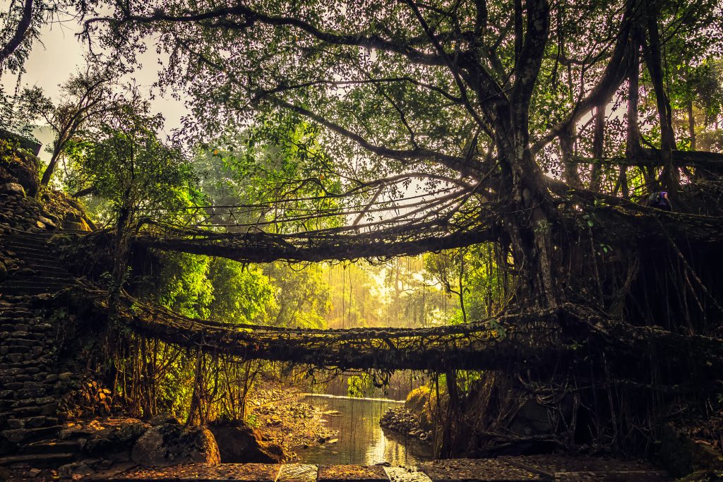 Trekking to Double Decker Root Bridges on our Meghalaya Trip