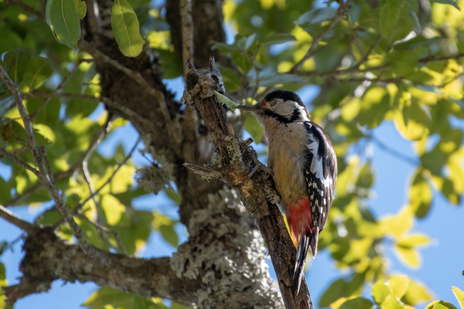 Woodpeckers seen on our Pangot Birding Experience