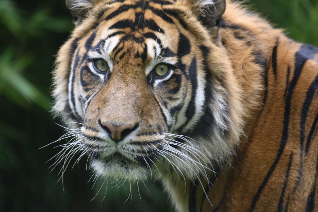 Tiger portrait shot while on safari in Tadoba
