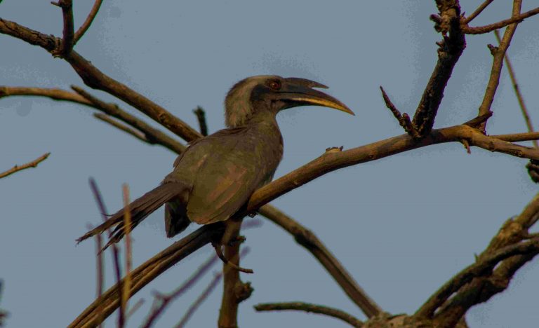A malabar grey hornbill
