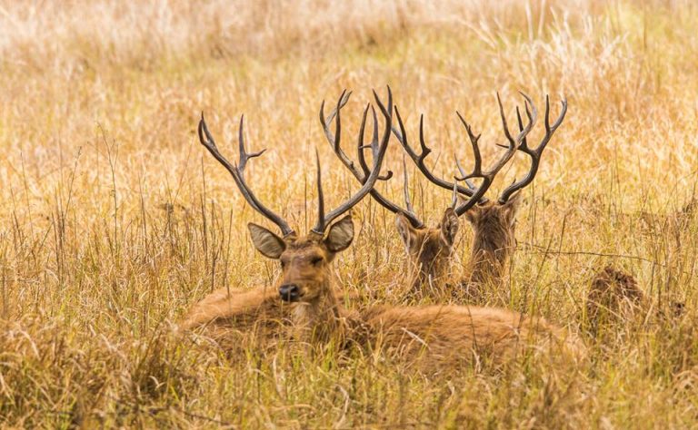 Kanha National Park - Best Places for a Tiger Safari in India