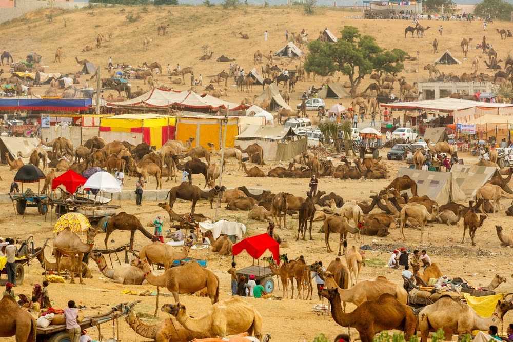 Camel Fair of Pushkar
